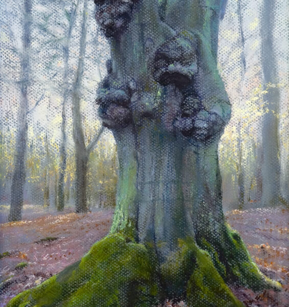 Bos-van-Driehuis-de-beuk-erin-pastel-op-papier-35x25cm